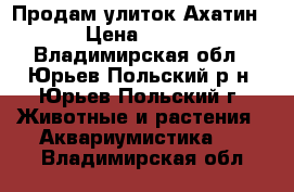 Продам улиток Ахатин › Цена ­ 150 - Владимирская обл., Юрьев-Польский р-н, Юрьев-Польский г. Животные и растения » Аквариумистика   . Владимирская обл.